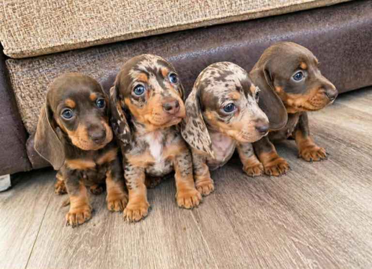 Miniature Dachsund puppies looking for their new homes