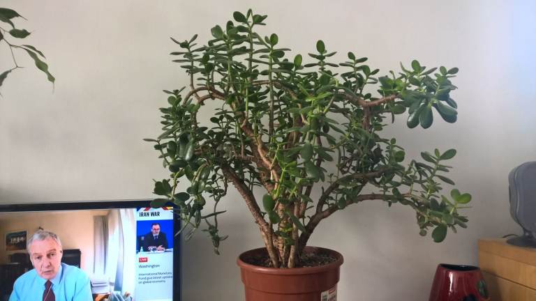 Big Beautiful over 25 Years Old Money Tree/Jade Plant Succulent Bonsai.