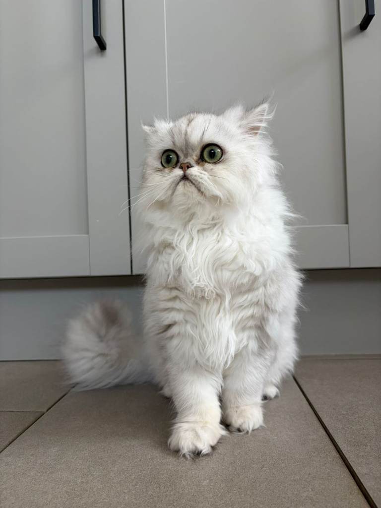 persian chinchilla