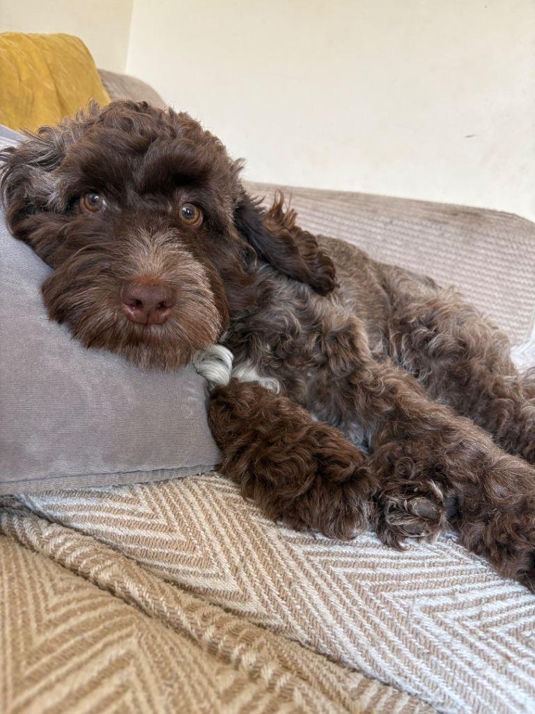 Gorgeous 9 month old cockapoo for sale 