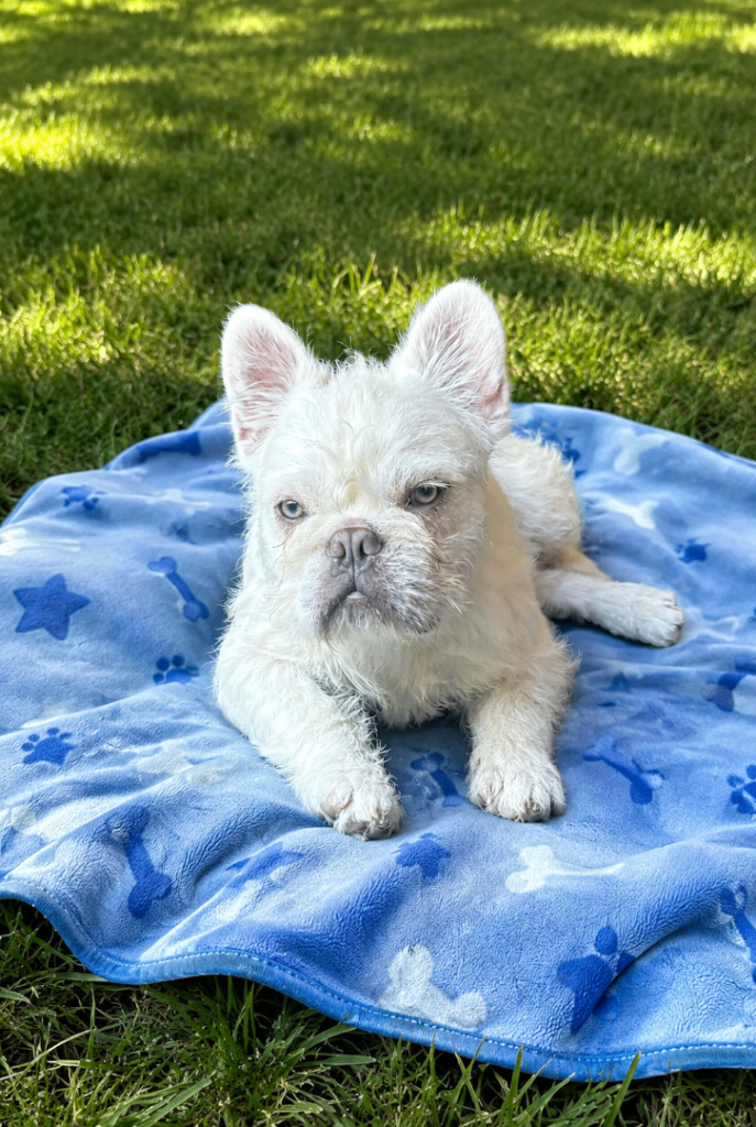 French bulldog Boy pup. 