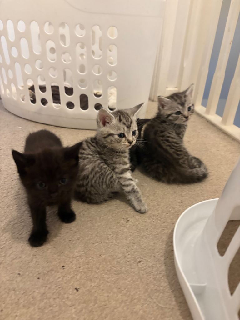 Kittens for sale 