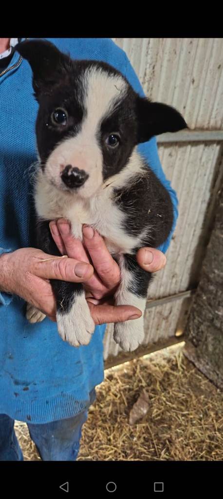 Collie pups