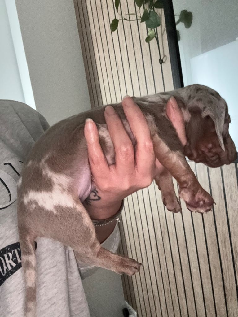 Miniature dachshund *LAST BOY OF THE LITTER*