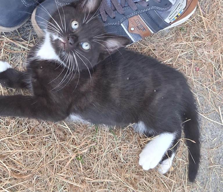 Four Kittens for sale - 2 Tuxedo, 2 Black