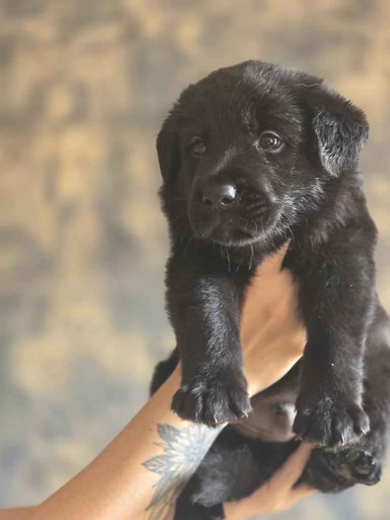 German Shepard x Labrador puppies 