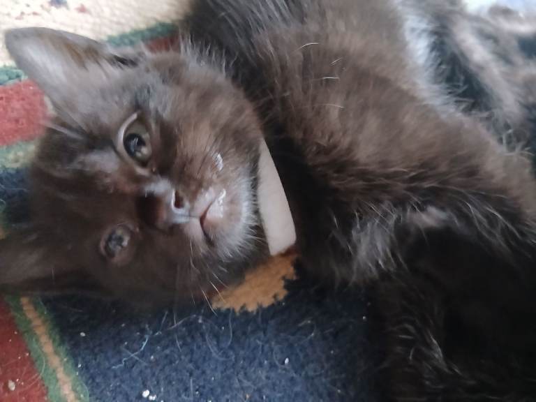  kittens