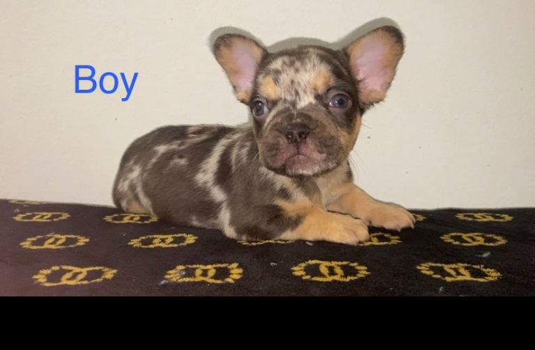 Beautiful French Bulldog Puppies