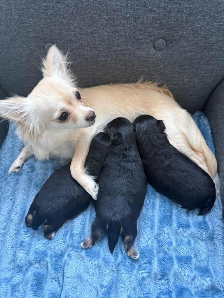 3 Chihuahua boys for sale