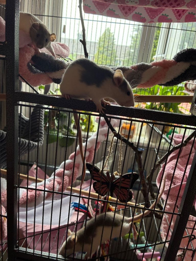 Rat cage & accessories 