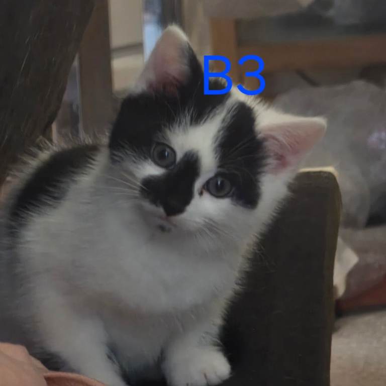 4 Kittens for sale, ready to go