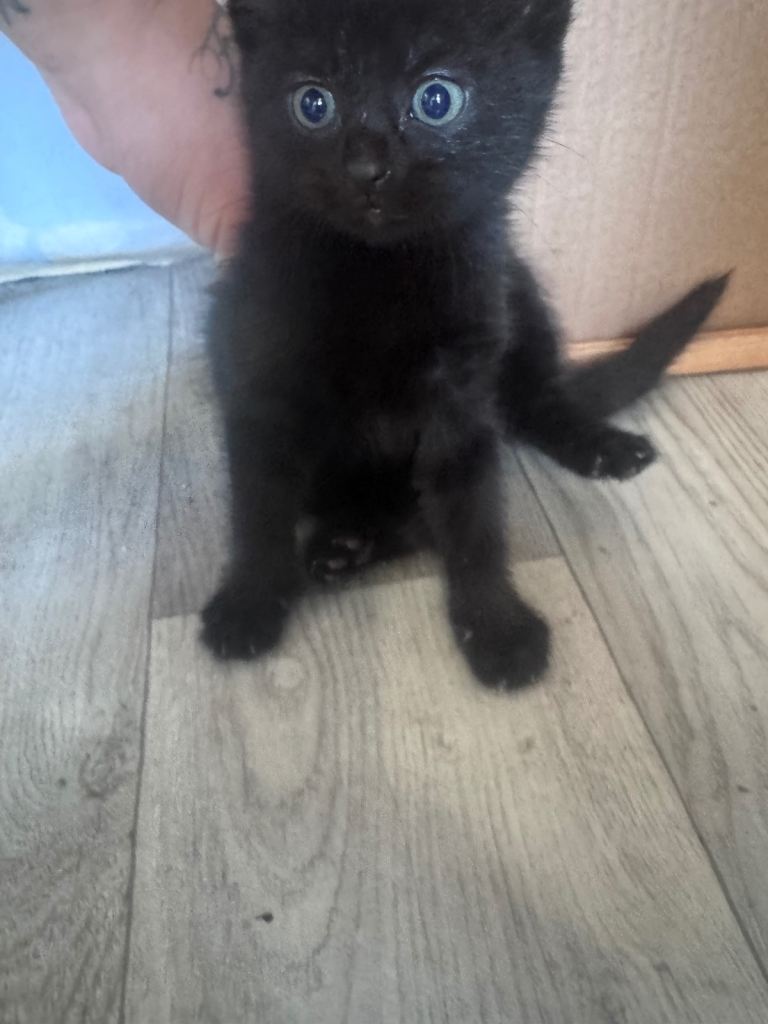 NO TIME WASTERS!! Last remaining female kitten ready to leave now! 