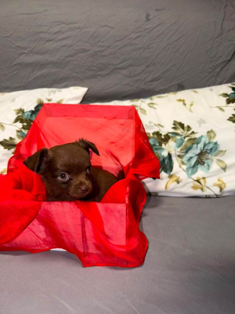 Chihuahua puppies 