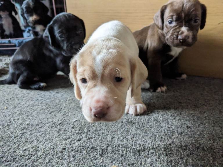 Cocker spaniel pups