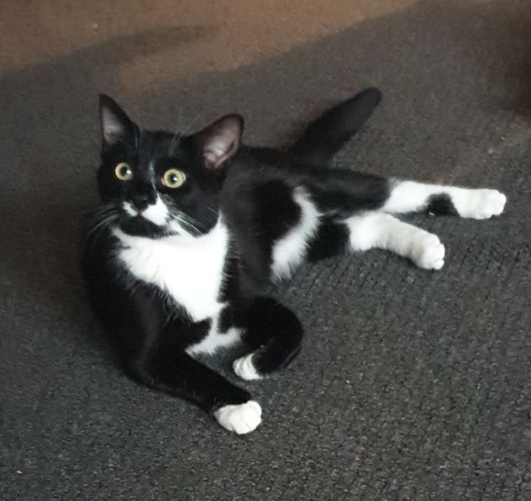 Luna cat 🐈‍⬛ 
