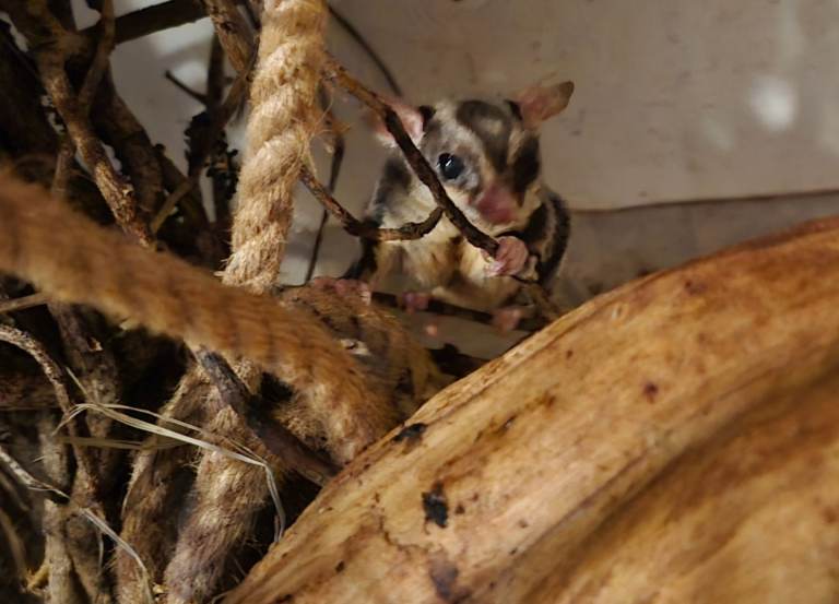 Male Sugar Glider