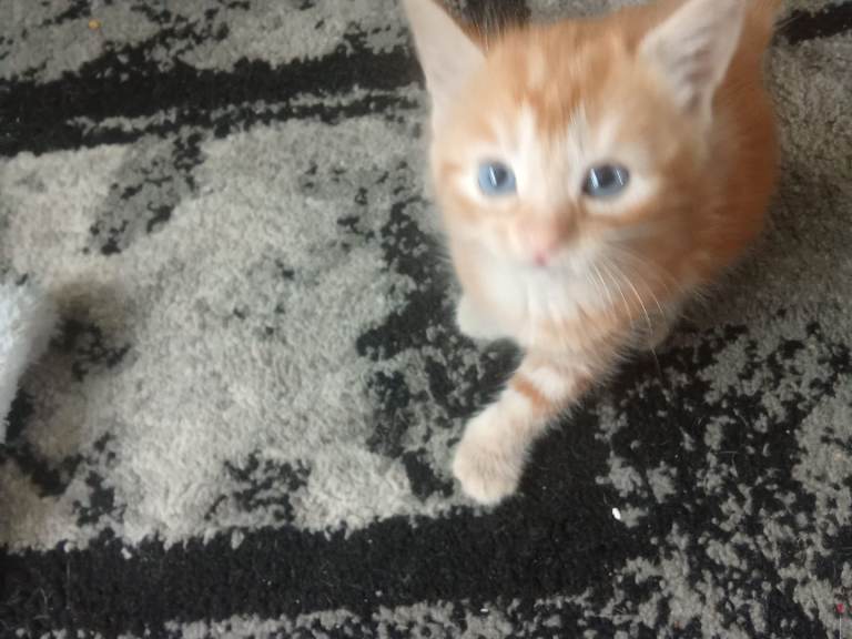 5 beautiful kittens