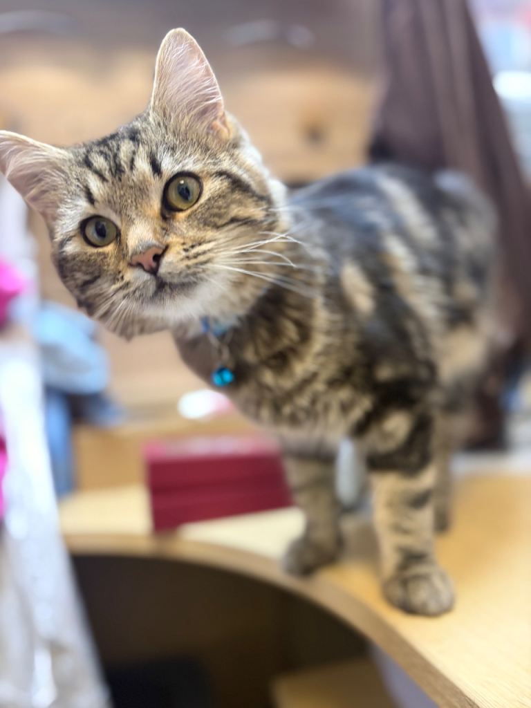 Looking for a home for Tomy