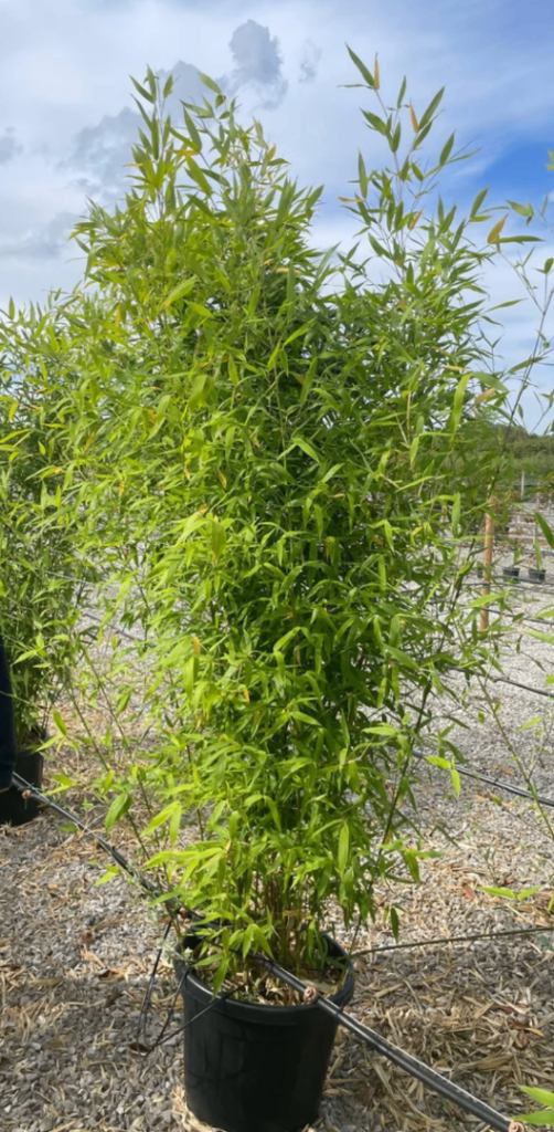 WANTED Tall bamboo plants wanted