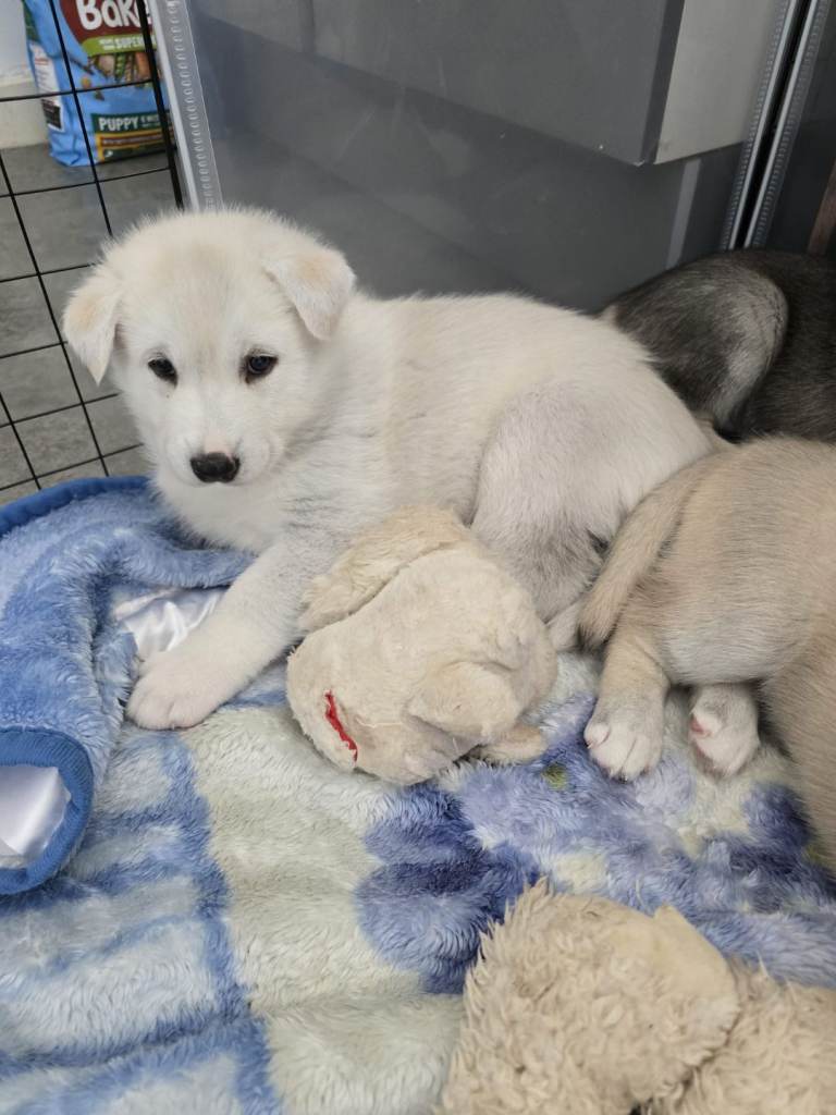 Husky puppies