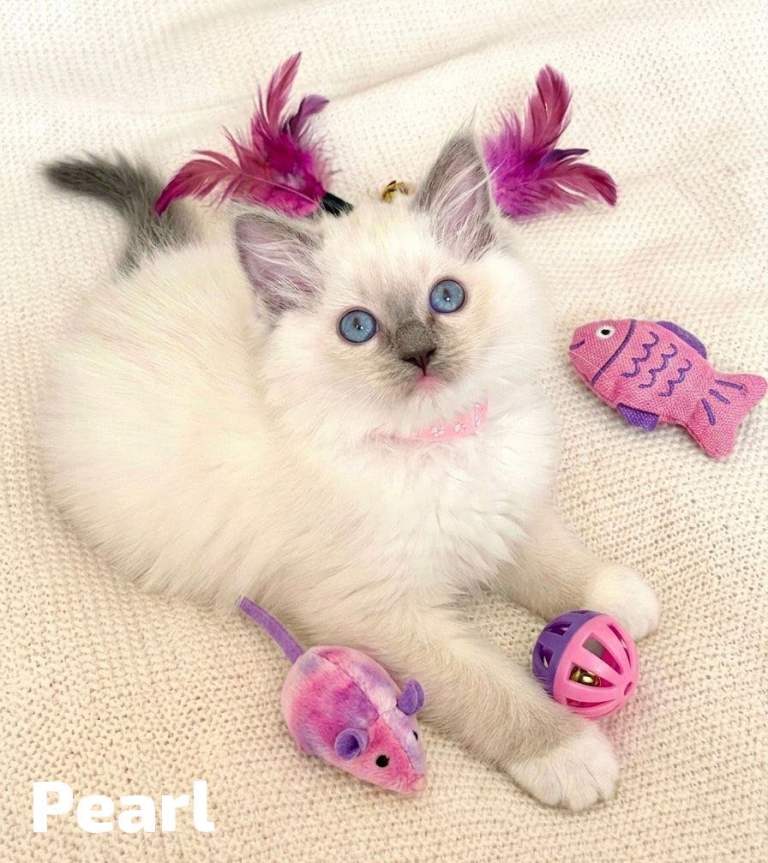 Stunning Fluffy Female Blue-Point Ragdoll Kittens for sale
