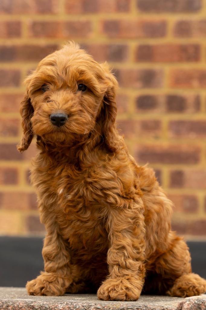 Stunning Cockapoo F1