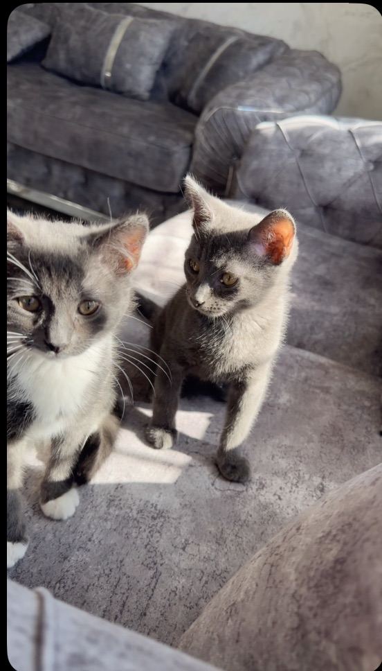Two grey kittens, Russian blue