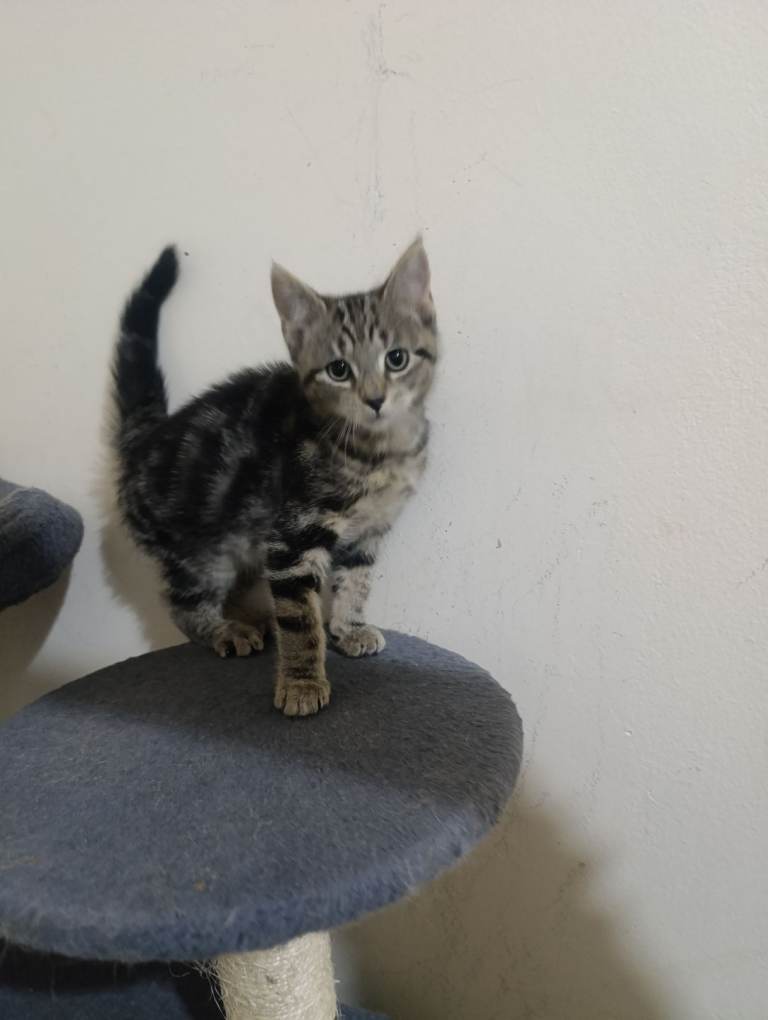 Beautiful mom and kitten for sale 