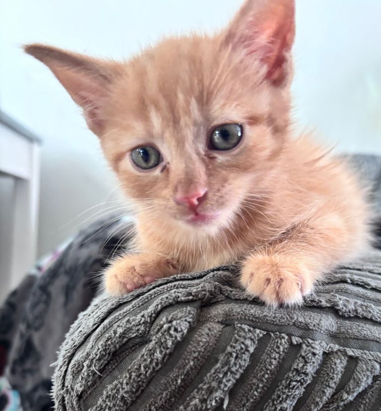 Gorgeous playful kittens looking for there forever home 🐾