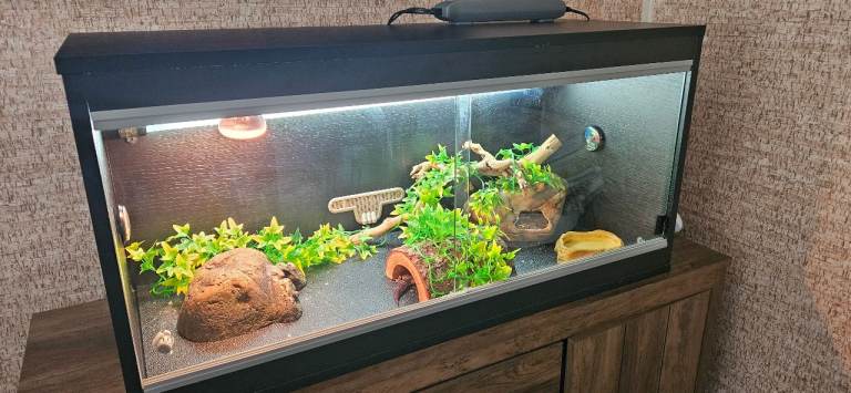 Leopard gecko,Vivarium & equipment.