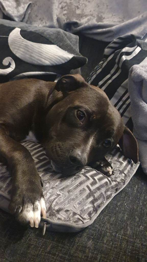 Staffador for rehome