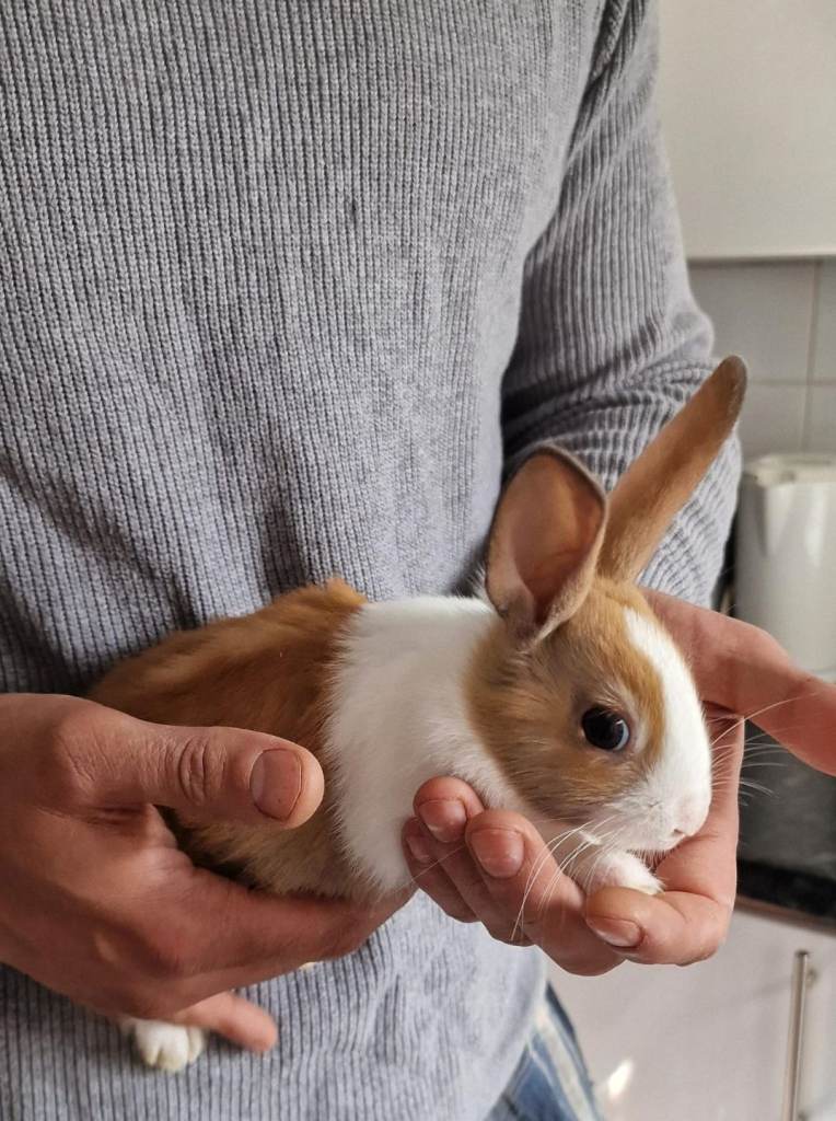 Rabbits for sale 