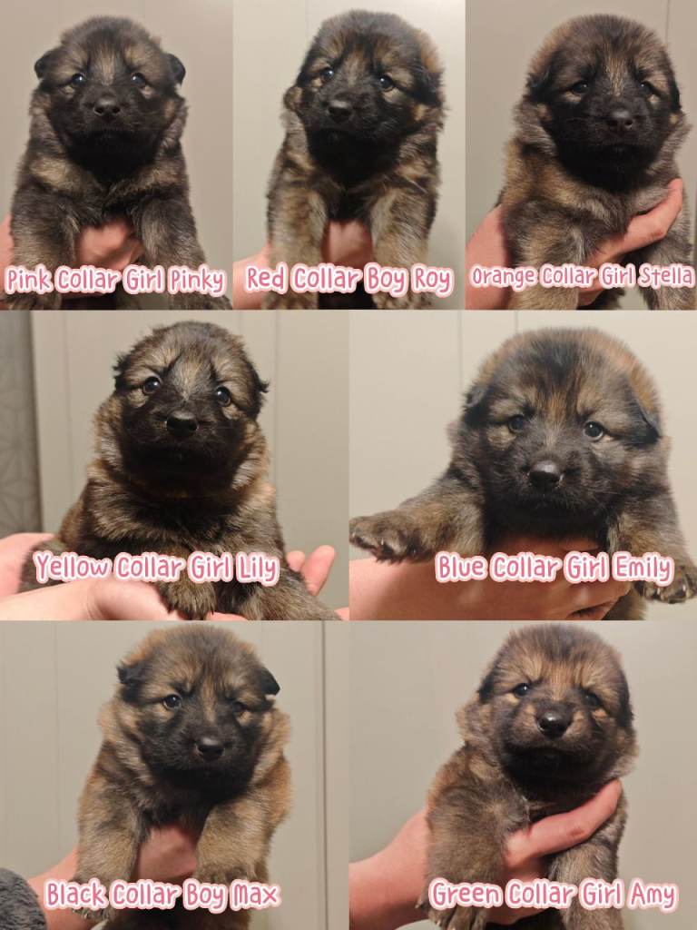 7 Beautiful Purebred Large Long Haired German Shepherd Puppies 