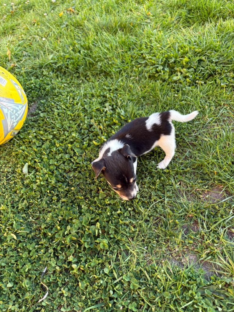 Jack Russell puppies ready to leave now