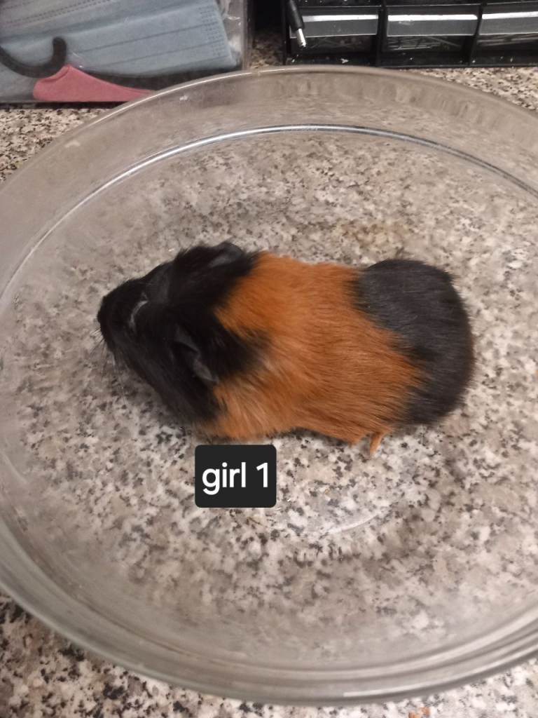 Baby guinea pigs ready now