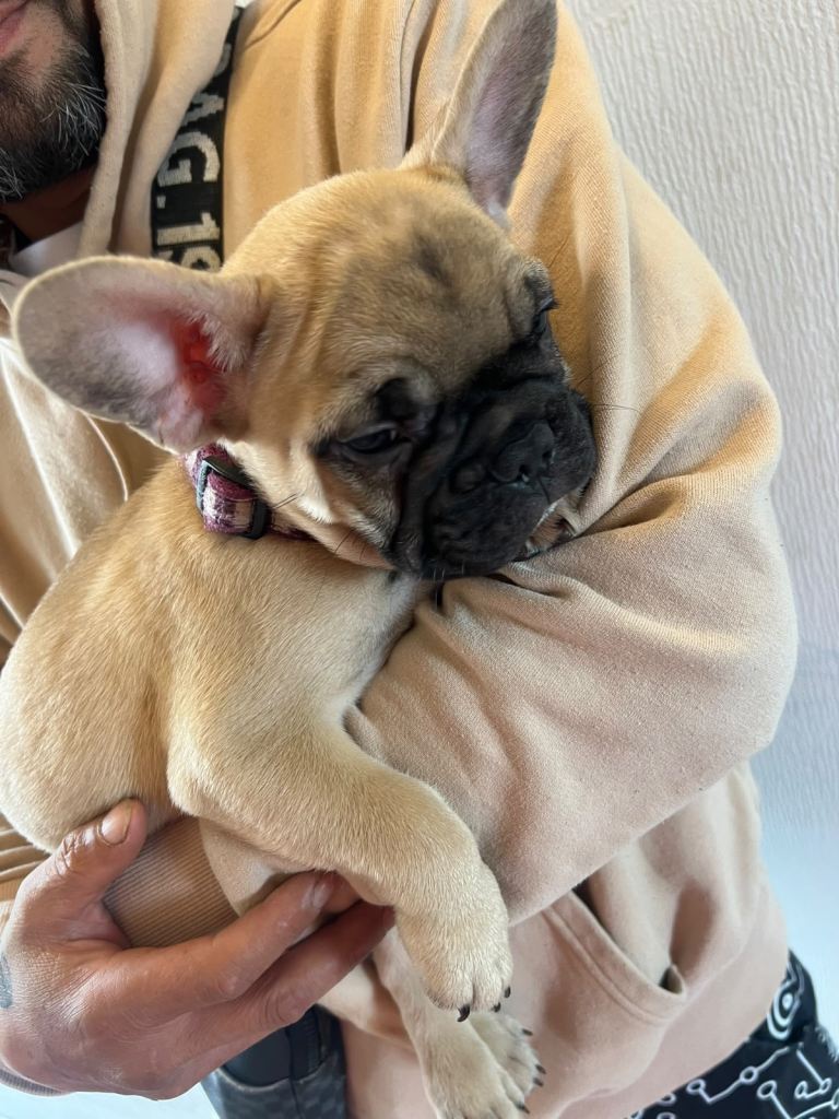     Beautiful French Bulldog Mix Puppies