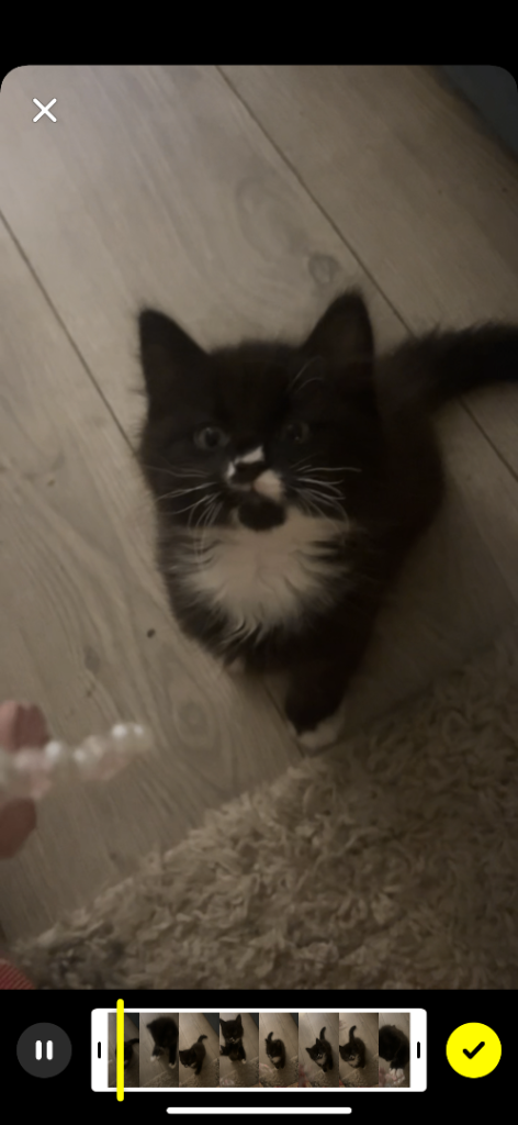 Male kitten domestic longhair