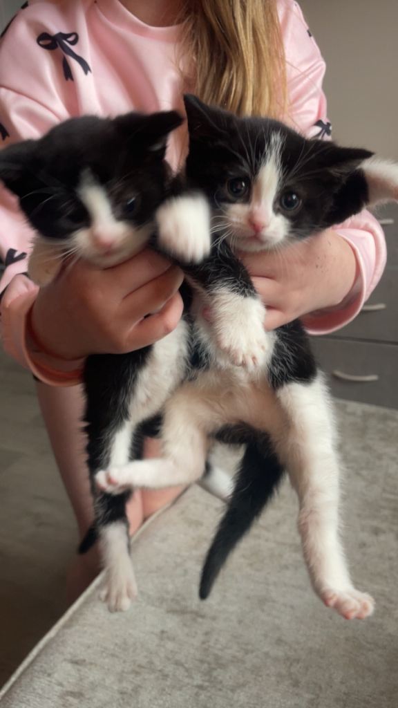 Kittens