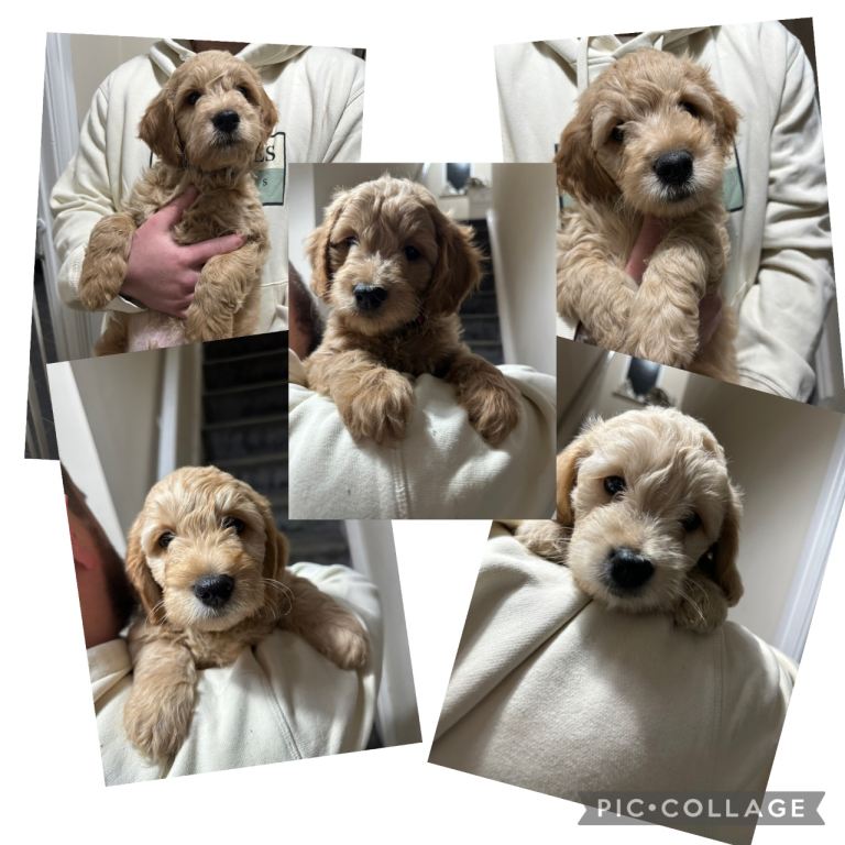 Miniature goldendoodles F1