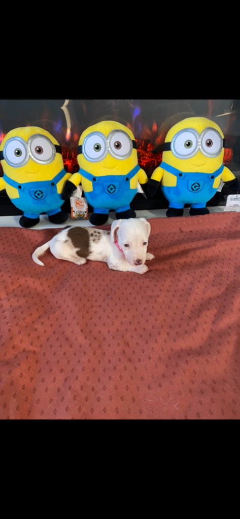 Miniature dachshunds Rare Coloured for sale