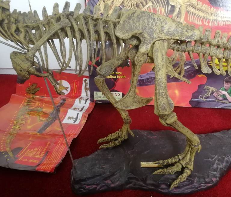 T-REX SKELETON 45"long Dinosaur Model kit 1/10 Scale Building STEM by B.C. Bones