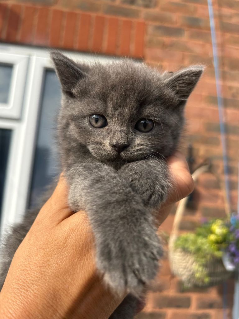 8 weeks old blue male kitten