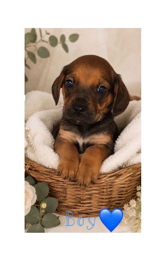 Miniature dachshund cross pups 🐶 