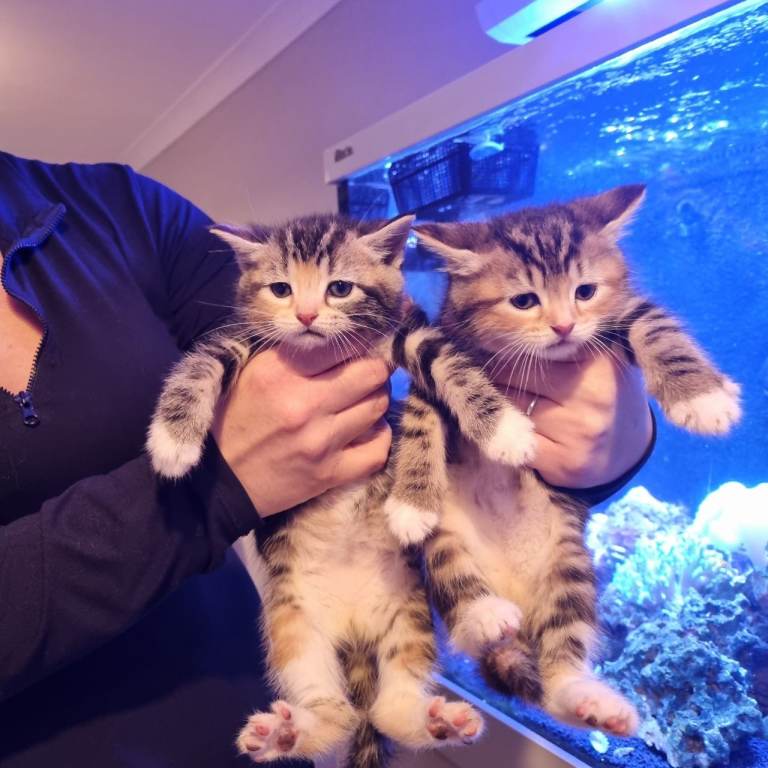 3 beautiful female kittens for sale