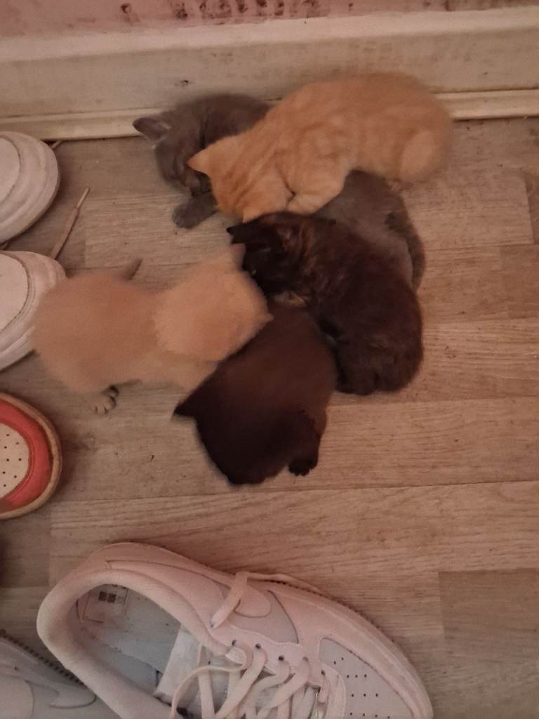 Kittens