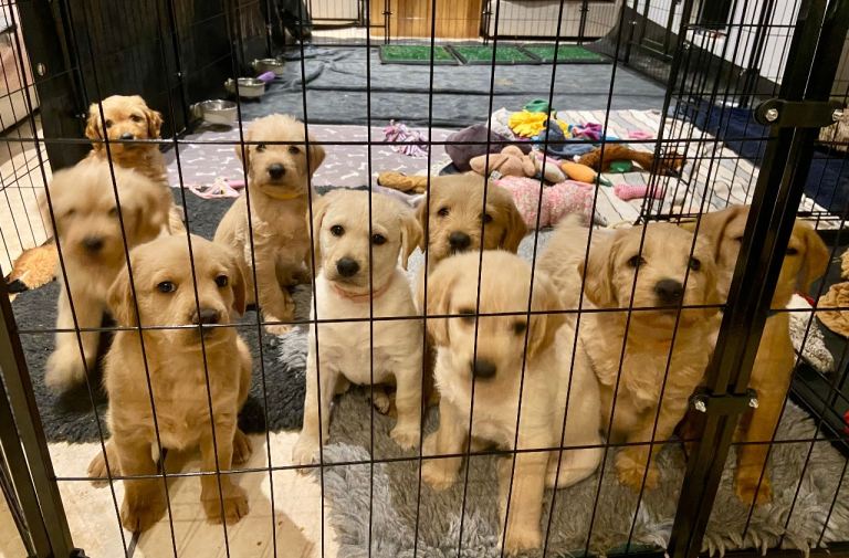 School Dog Multigen Labradoodle Puppies