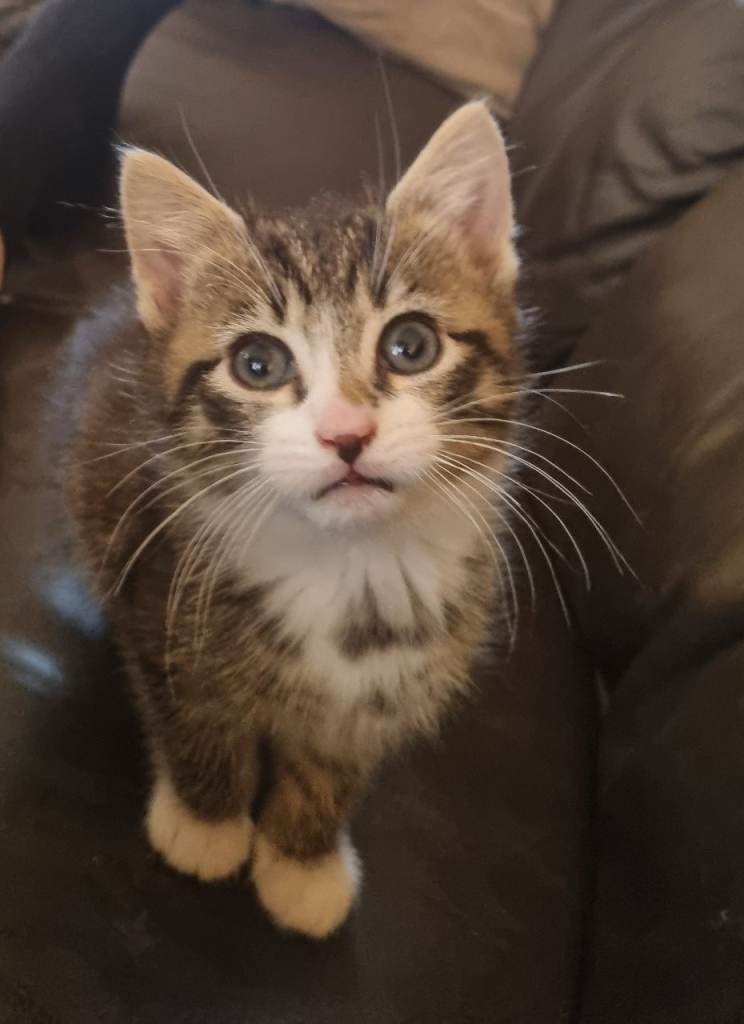 Beautiful tabby boy kitten