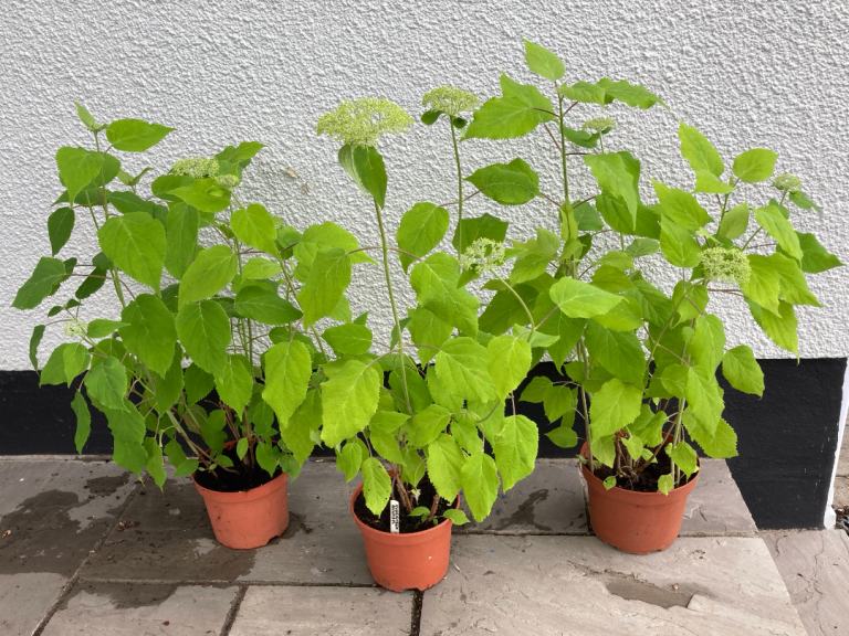 Hydrangea Annabelle Pot Grown Plants £7.50 each