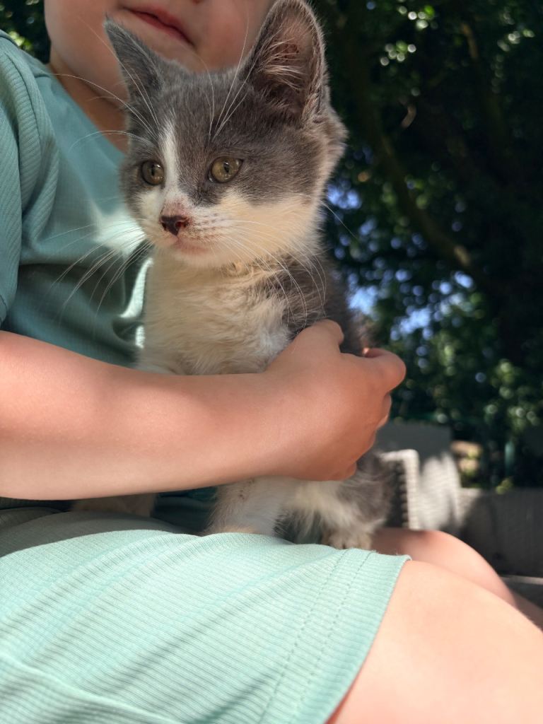 Beautiful kittens for sale 