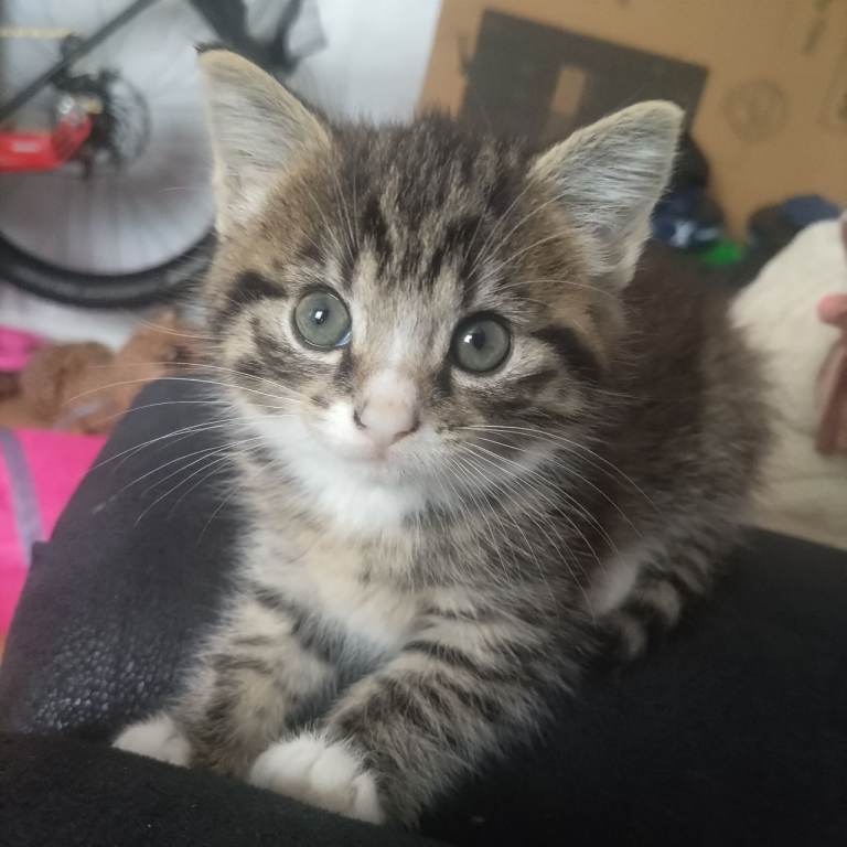Male kitten looking new lovely home